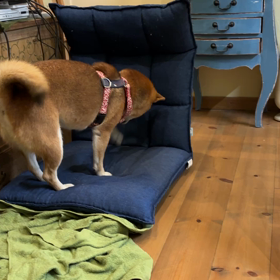 寝床を作るの画像