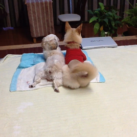 happy  whiteday❗️の画像