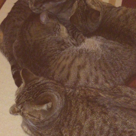 朝   （夜の動画付き）の画像