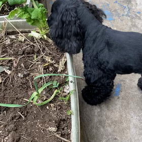 あーあっ　ニコちゃんの画像