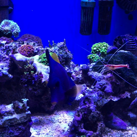 うちの水槽(^ ^)とめだかの画像