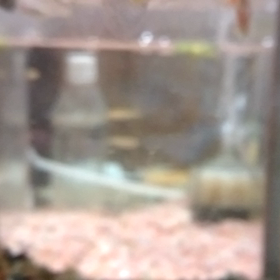 久し振りにグッピーですの画像