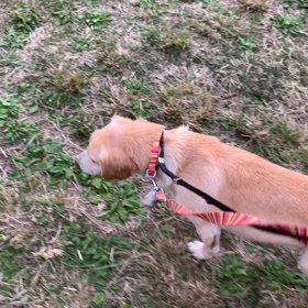 11月8日12わんこと2時間遠足　代々木公園の画像