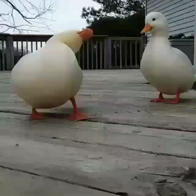 かわいい白いアヒルが飛ぶようにの画像