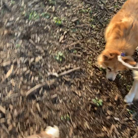 3月20日12わんこと3時間遠足　代々木公園の画像