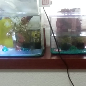 今日は暑中見舞いの日　今日のあれこれの画像