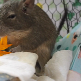 初めて食べてくれたカレンデュラの画像