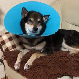 happy birthday (*＾ω＾*)の画像