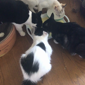 地震と私とニャンズ達の画像