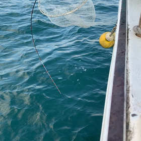 大鮃ゲット動画！の画像