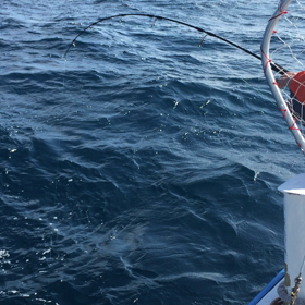 ヒラマサ最大9、12キロムービーの画像