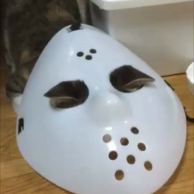 ジェイソンマヨラ(^^)の画像