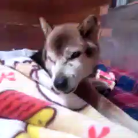 目覚まし先生の画像