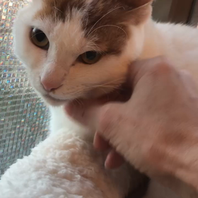 ミントくんトライアル決定！の画像