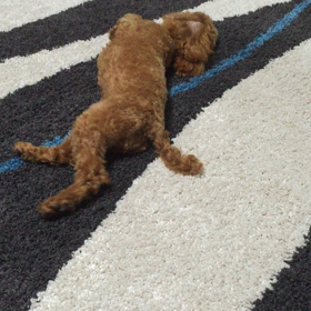 うちのチョコちゃん変？の画像