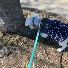 シュナうじやー集まれーオフ会その3の画像