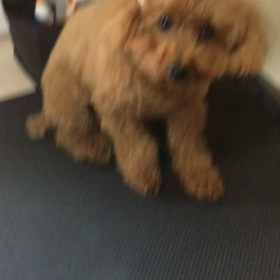 MIMIのわずかな抵抗！の画像