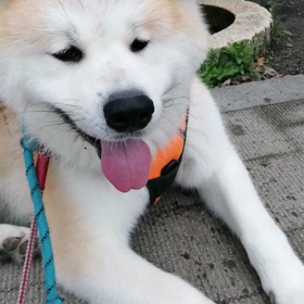 朝散歩は半袖でスタートした飼い主。だんだん暑くなっていきそうなムシムシした朝。でも未来丸はまだまの画像