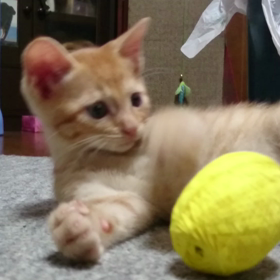 おもちゃ大好きニャ～の画像