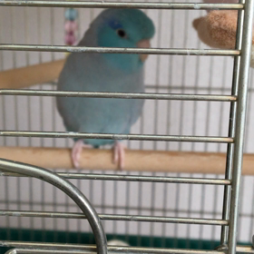 リロちゃんだけだよ（ ｉ _ ｉ ）の画像