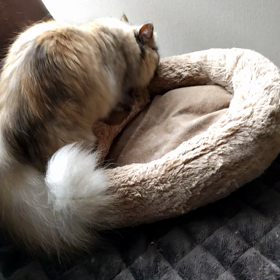 レッツふみふみの画像