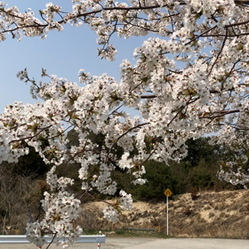 桜の画像