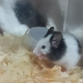 おはようございますの画像