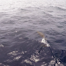 可愛い子ちゃんたちに♡の画像