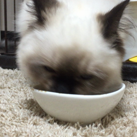 大好きごはん！の画像