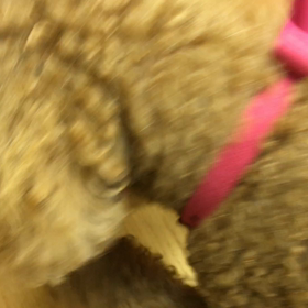 猛特訓中です。の画像