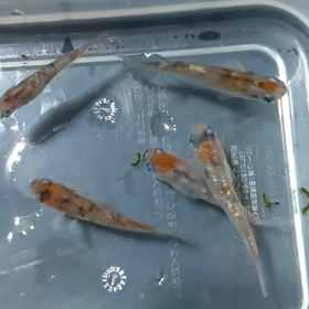 おはようございます☀の画像