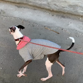 11月19日8わんこと2時間遠足　　お台場の画像