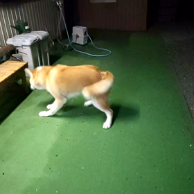 本日のDOG WANの画像