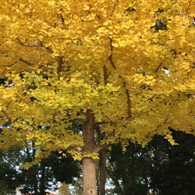 パソコンが壊れたのでiPad練習中の画像