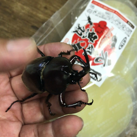 と、思ったけど終わらないRTNの夏の画像