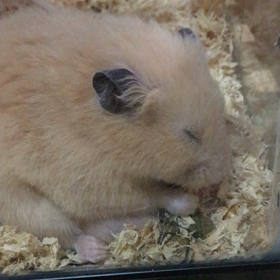 夢の中？の画像