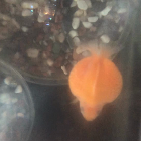 ぐー・ぱー／ピンポンパール／金魚／動画の画像