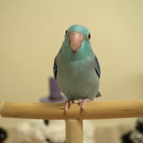 マメちゃんステップアップできますの画像