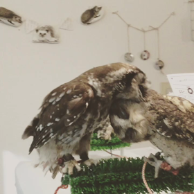 頭カキカキをお待ちしてますの画像