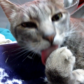 ペロペロの最中にの画像