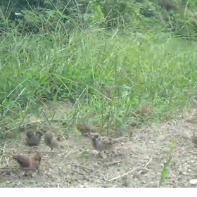 すぎぴたんの事件簿シーズン3　43話（すずめ！すずめ！すずめ！すずめ！）の画像