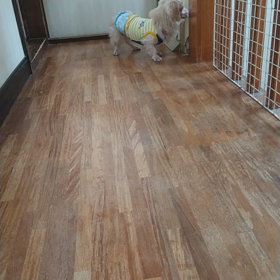 いざないの画像