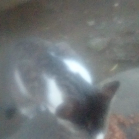 町ねこさん動画の画像