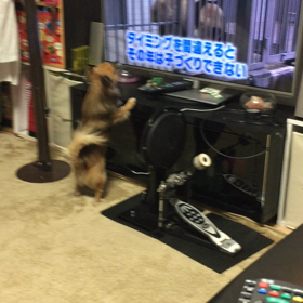 チワワによるパンダへの興味の画像