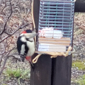アカゲラさんの食事風景の画像