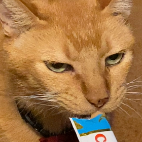 たまにはねの画像