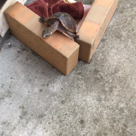 秋ですか？の画像