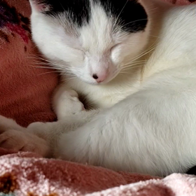 これは寝言？の画像