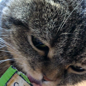 チュール大好き・・・しかしの画像