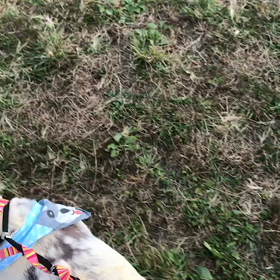 ♪お散歩動画♪代々木公園♪②の画像